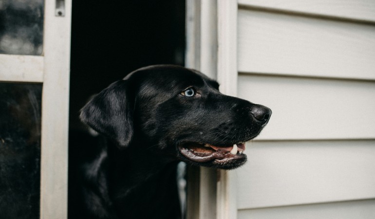 PET INSURANCE